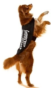 dog costume