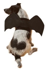  dog costume