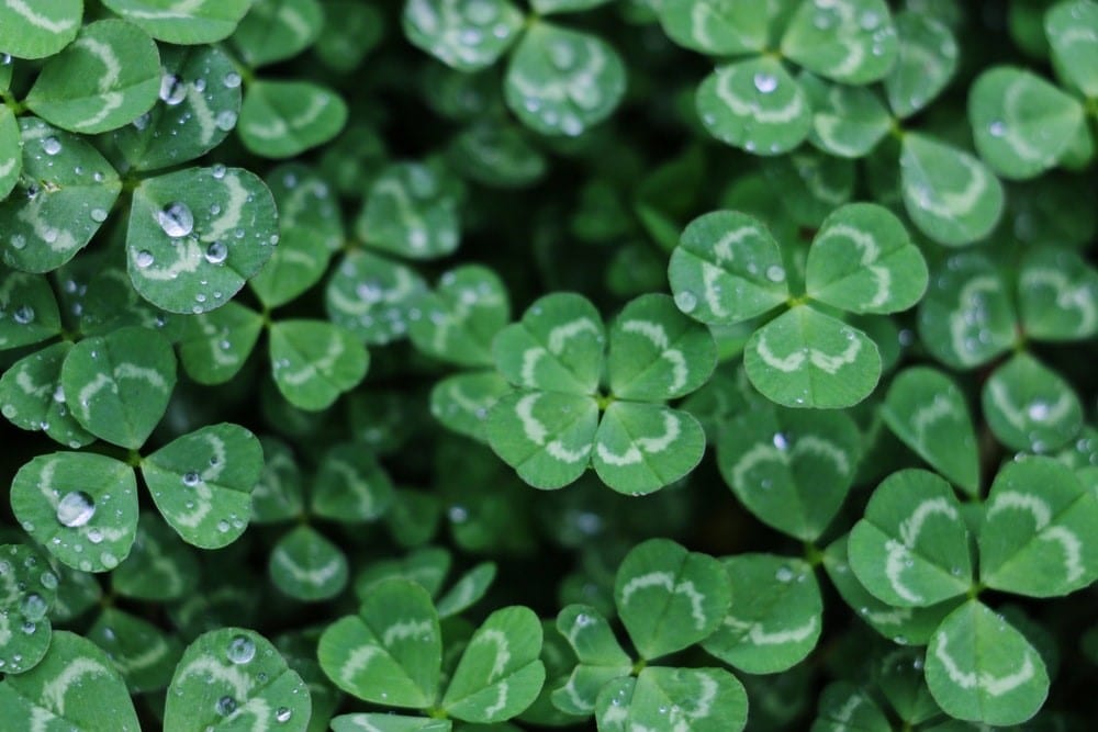 luck of the Irish