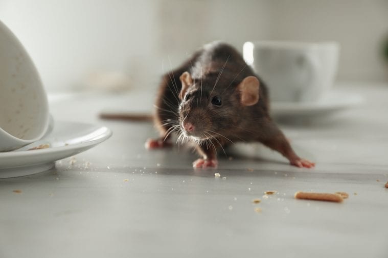 pest control