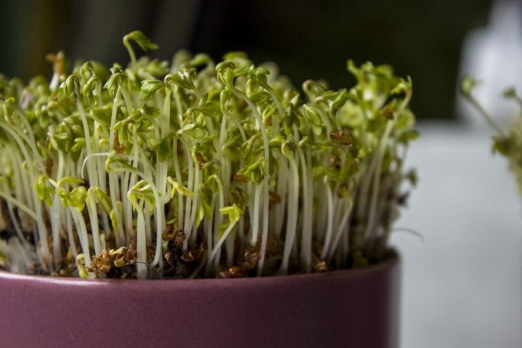 Vertical Grow Lights