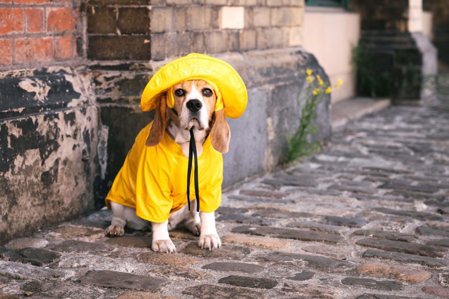 Urban Pup