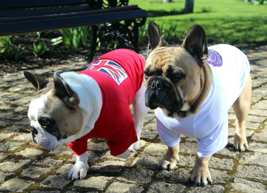 UrbanPup.com