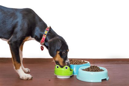 The good news is that CBD is safe for dogs, with little risk of overdose or severe side effects.