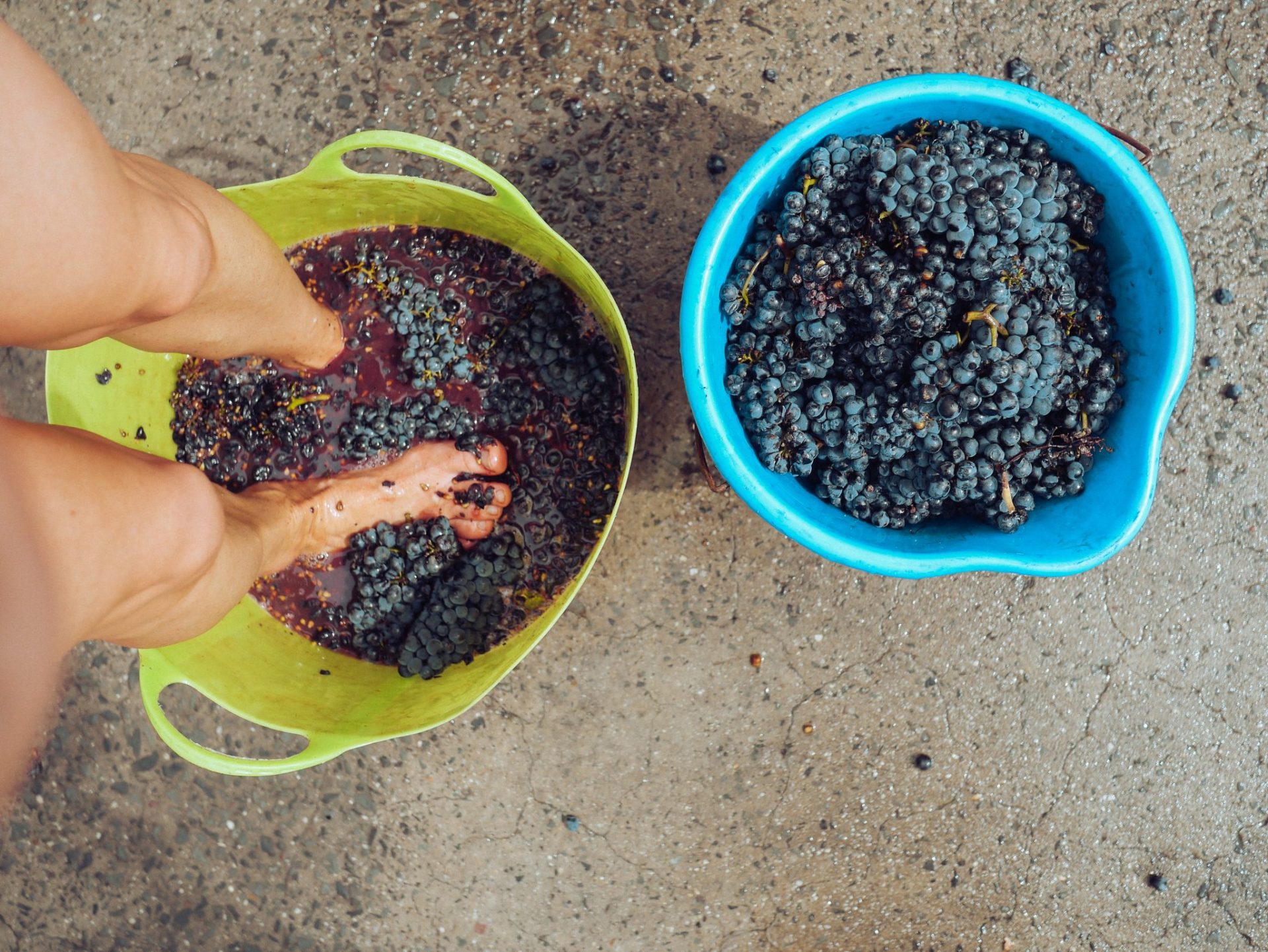 Whole bunch fermentation