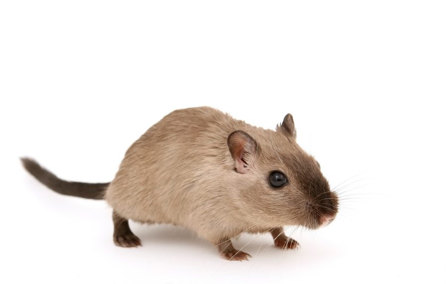 household rats