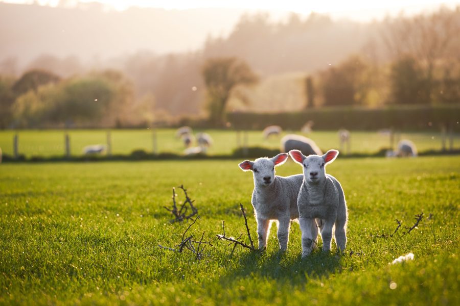 children outdoors