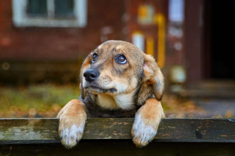 stray dogs