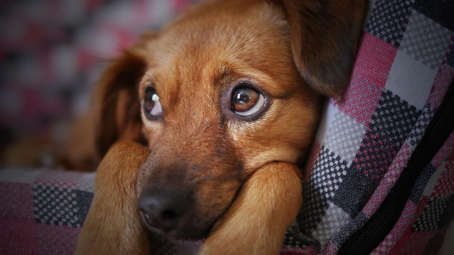 pup is sick