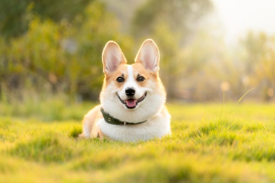 pet tech