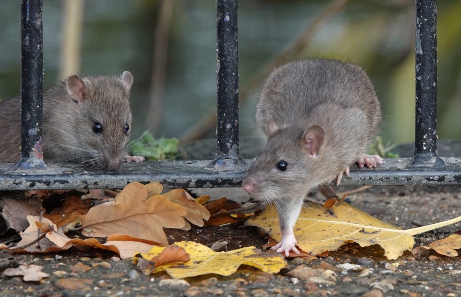 rat