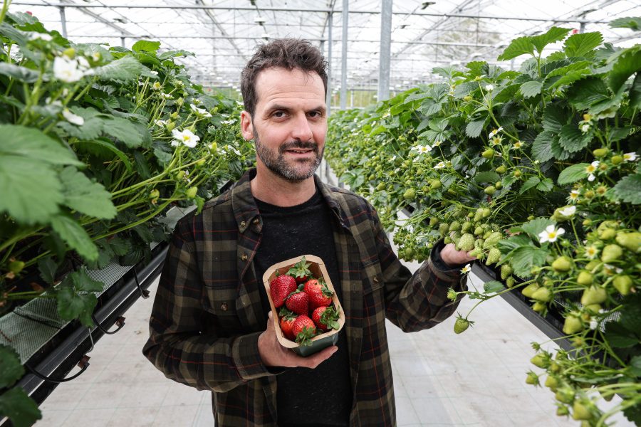 strawberries